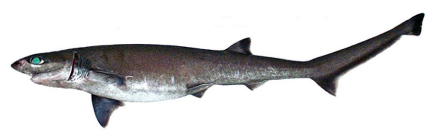 Heptranchias perlo-17.jpg